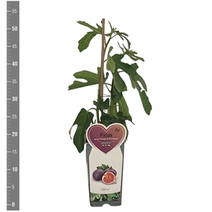 Kleinfruit Ficus c. Rouge de Bordeaux 2 liter (vijg)