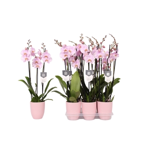 Phalaenopsis Rosion, 3-spike 22+ Pink Ceramics