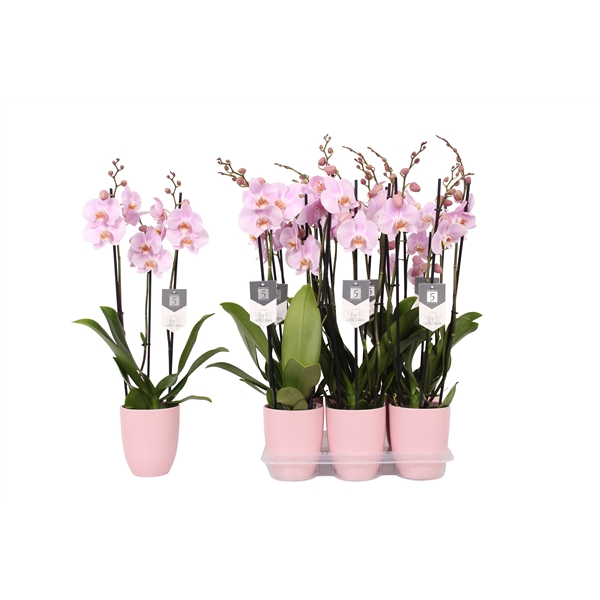 <h4>Phalaenopsis Rosion, 3-spike 22+ Pink Ceramics</h4>