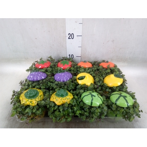 Arr.   Kamerplant Groen L%