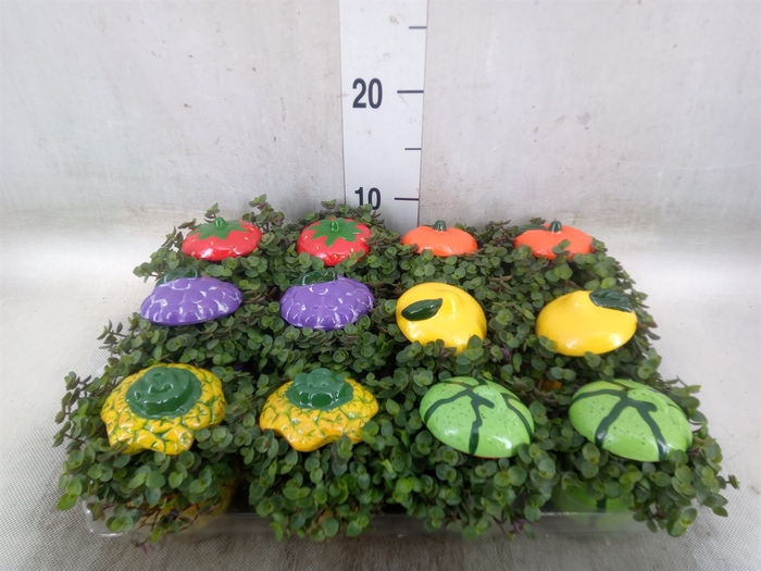 <h4>Arr.   Kamerplant Groen L%</h4>