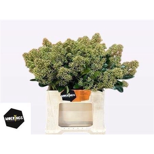 Skim J Snow White Bs