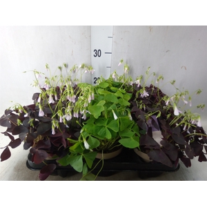 Oxalis   ...
