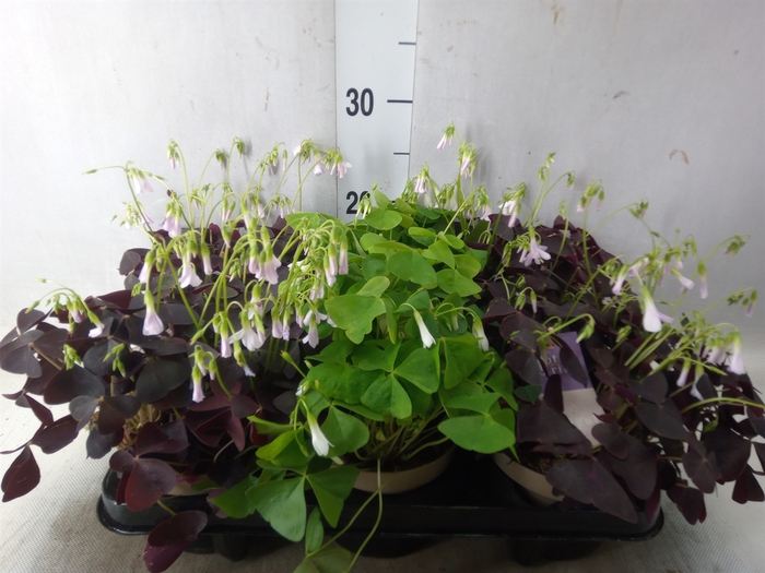 <h4>Oxalis   ...</h4>