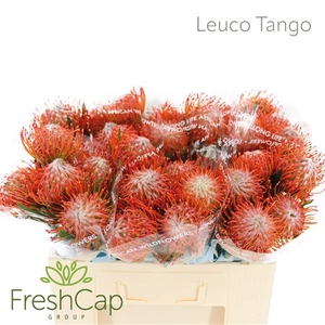 Leuco Tango