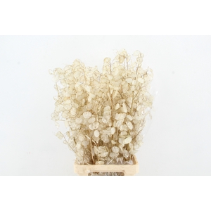 DF LUNARIA SILVERLEAF BS