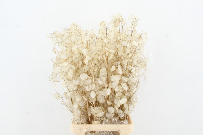 <h4>DF LUNARIA SILVERLEAF BS</h4>