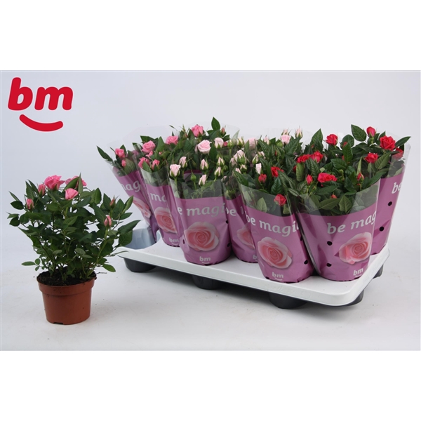 <h4>Rosa Beau Monde Seasons Mix</h4>