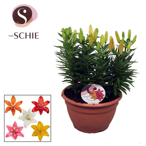 <h4>Az Trio Mix Schaal 9pp</h4>