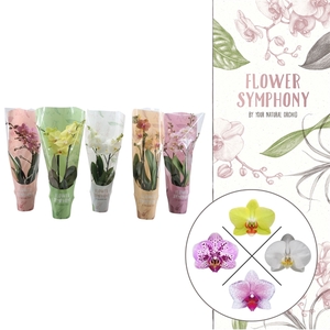 Flower Symphony | Mix in FS colorhoes | Phalaenopsis 2 spike