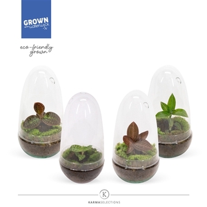 Jewel Orchid - KARMA Jewels Mix | Terrarium | Veenvrij