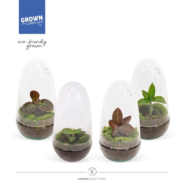 <h4>Jewel Orchid - KARMA Jewels Mix | Terrarium | Veenvrij</h4>