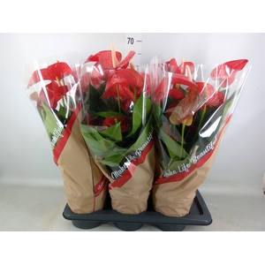 Anthurium andr. 'Red Bull'
