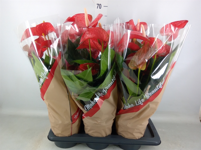 <h4>Anthurium andr. 'Red Bull'</h4>