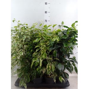 Ficus benja.   ...mix