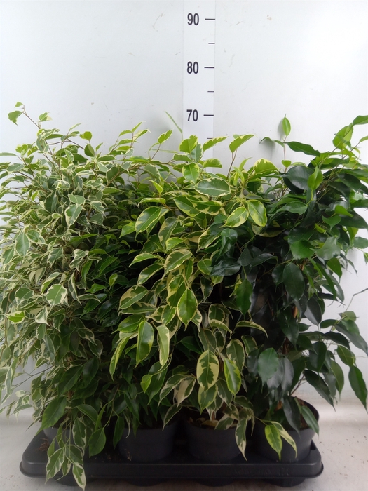 <h4>Ficus benja.   ...mix</h4>