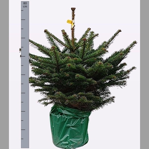 ABIES NORDMANNIANA