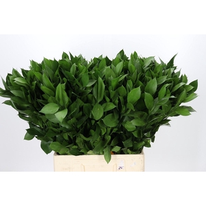 Ruscus Hypophyllum