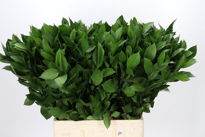 Ruscus Hypophyllum