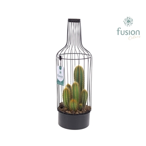 Fles metaal zwart Large met Cactussen