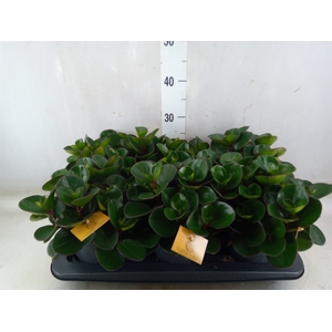 Peperomia obt. 'Burning Bush'