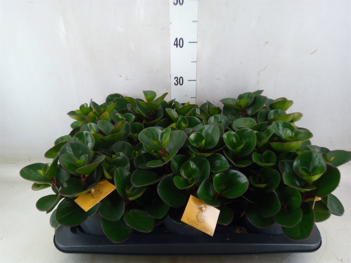 <h4>Peperomia obt. 'Burning Bush'</h4>
