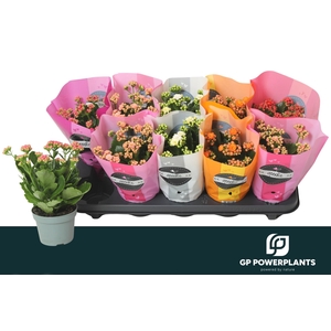 KAL GE PERF GEM 5 KL