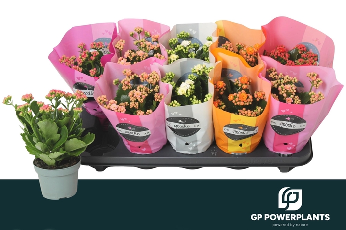 <h4>KAL GE PERF GEM 5 KL</h4>