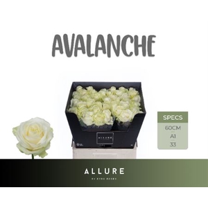 R Gr Avalanche+ Allure