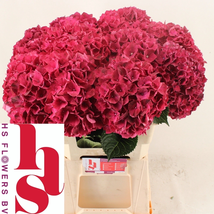 <h4>HYDR M MAG RUBYRED</h4>