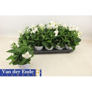 Platyco Gr Pst White