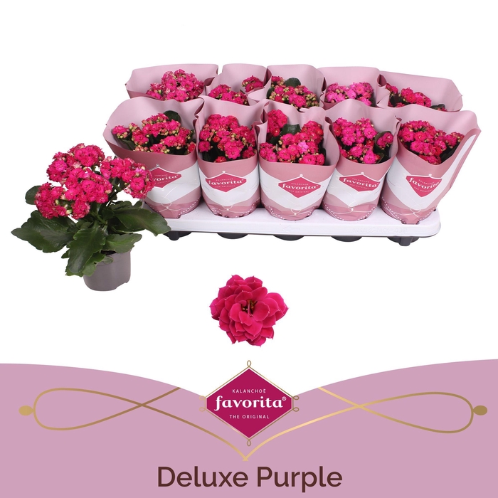 Kalanchoe Double Deluxe Purple stadium 2