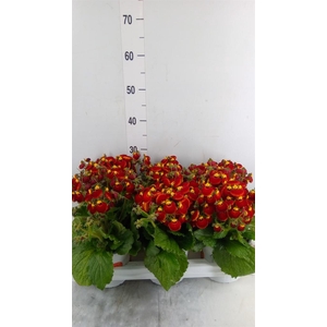Calceolaria  'Calynopsis Red'
