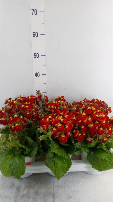 <h4>Calceolaria 'Calynopsis Red'</h4>