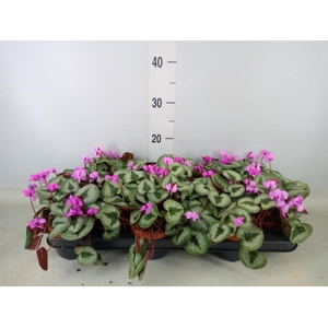 Cyclamen coum