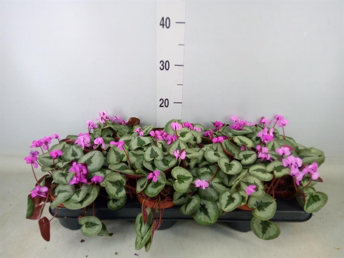 <h4>Cyclamen coum</h4>