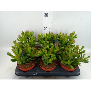 Crassula ovata 'Trompet'