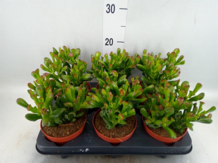 <h4>Crassula ovata 'Trompet'</h4>