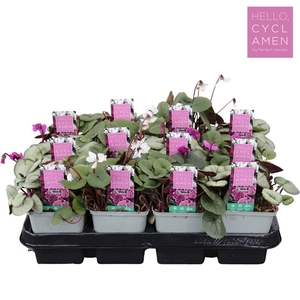 Cyclamen Winter Mix tray P9