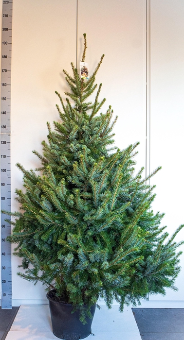 <h4>PICEA OMORIKA</h4>