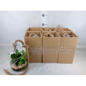 Arr.   Kamerplant Groen L%