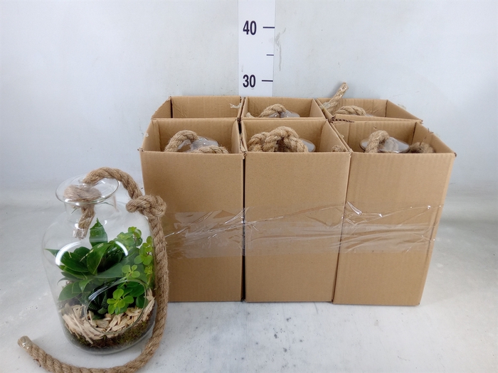 <h4>Arr.   Kamerplant Groen L%</h4>