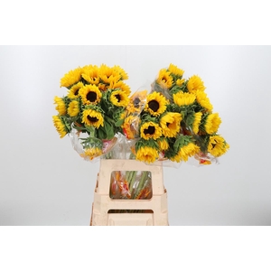 Helian An Orange Fir