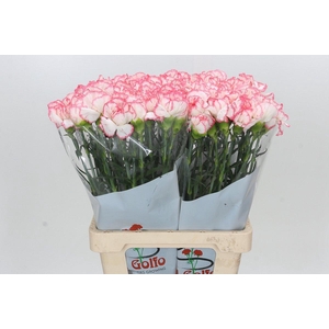 Dianthus St Poirot Bianco