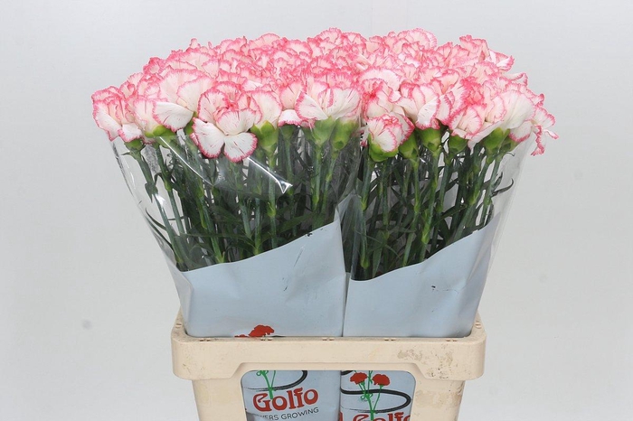 <h4>Dianthus St Poirot Bianco</h4>