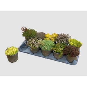 SEDUM GEM