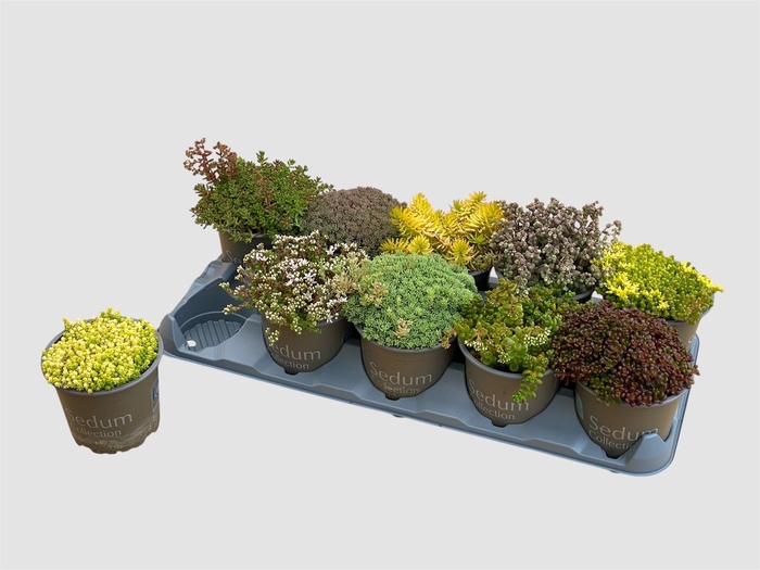 <h4>SEDUM GEM</h4>