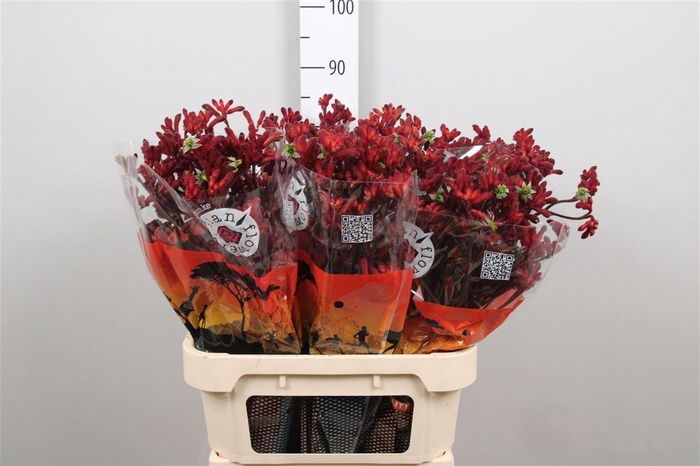 <h4>Anigoz Early Spring</h4>