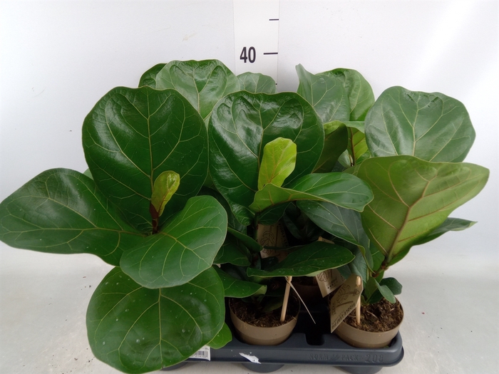 <h4>Ficus lyrata</h4>