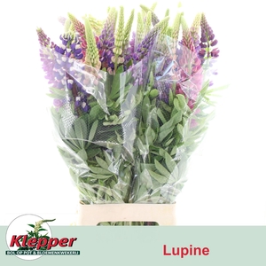 LUPINUS